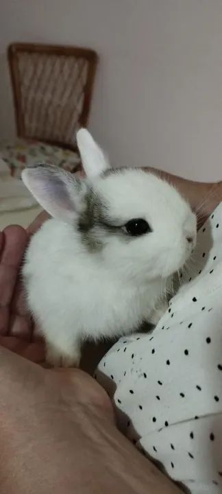 Mini coelho  - Foto 4