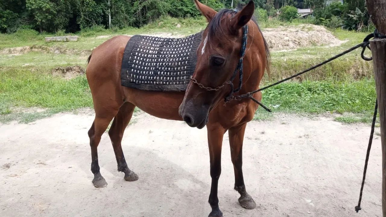 Égua de marcha 5 mil - Foto 2