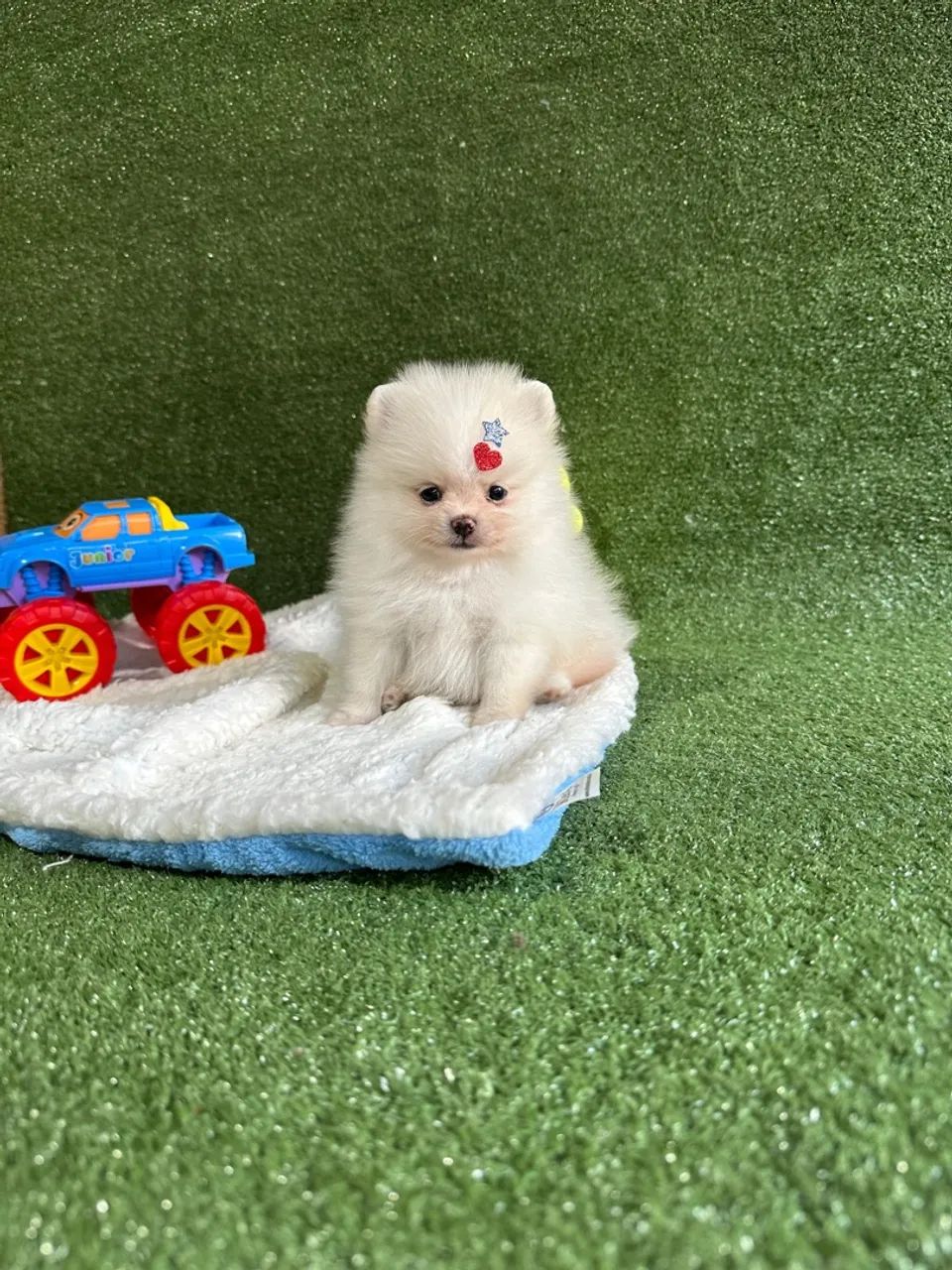 Fofura de Pomeranian! Adquira já! - Foto 5
