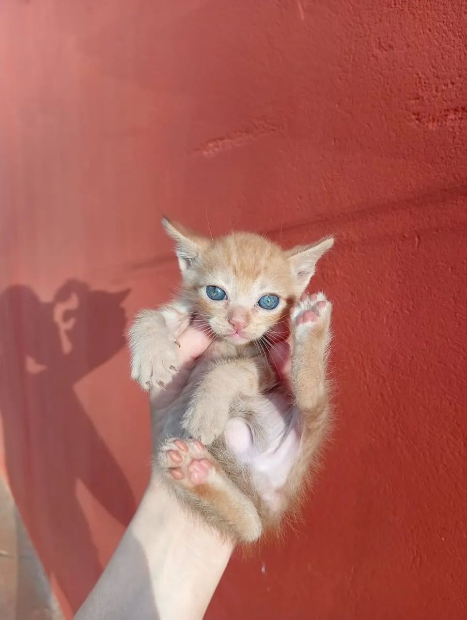 Filhotes para adoção 