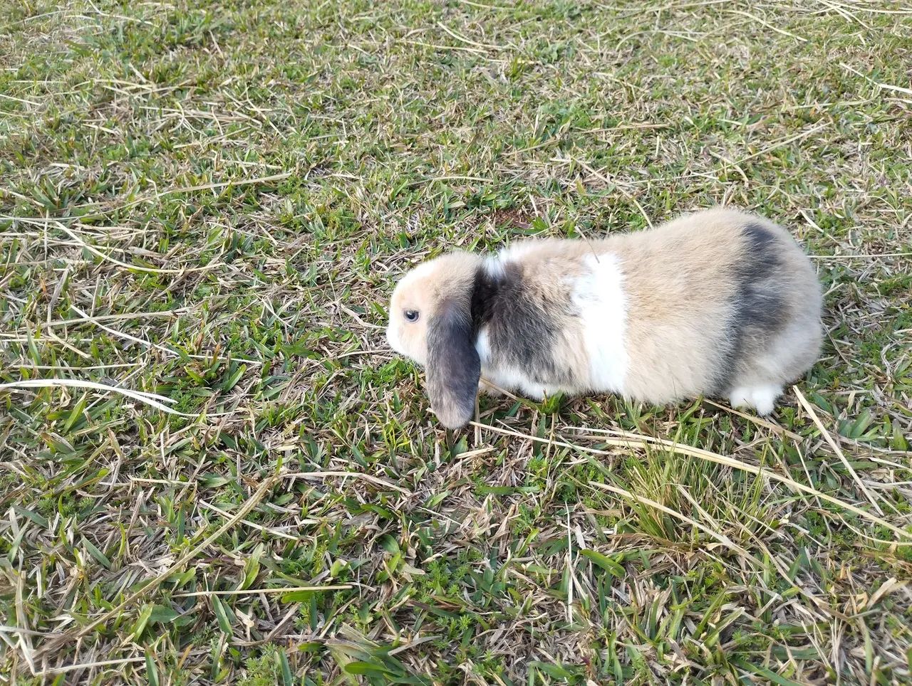 Coelhos Netherland e mini Lop - Foto 5