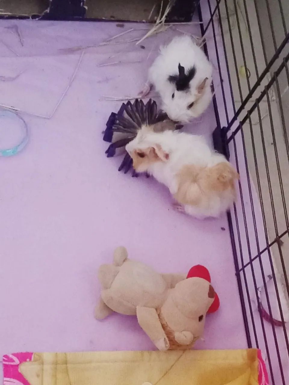 vendo duas porquinhas da india filhote, com cercadinho o pano, banheirinho e casinha  - Foto 4