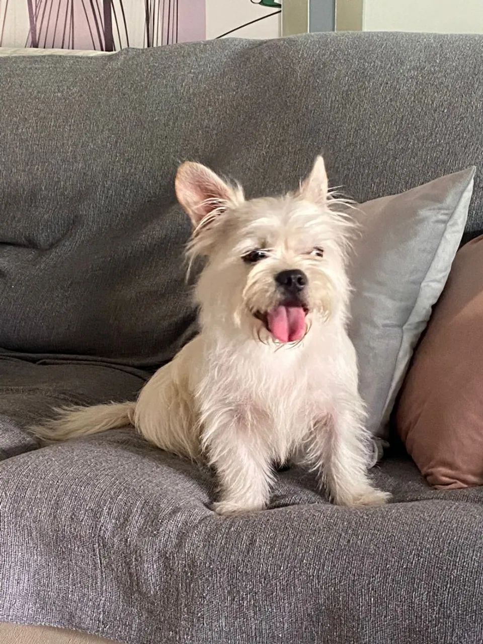 Adoção responsável  - Foto 3