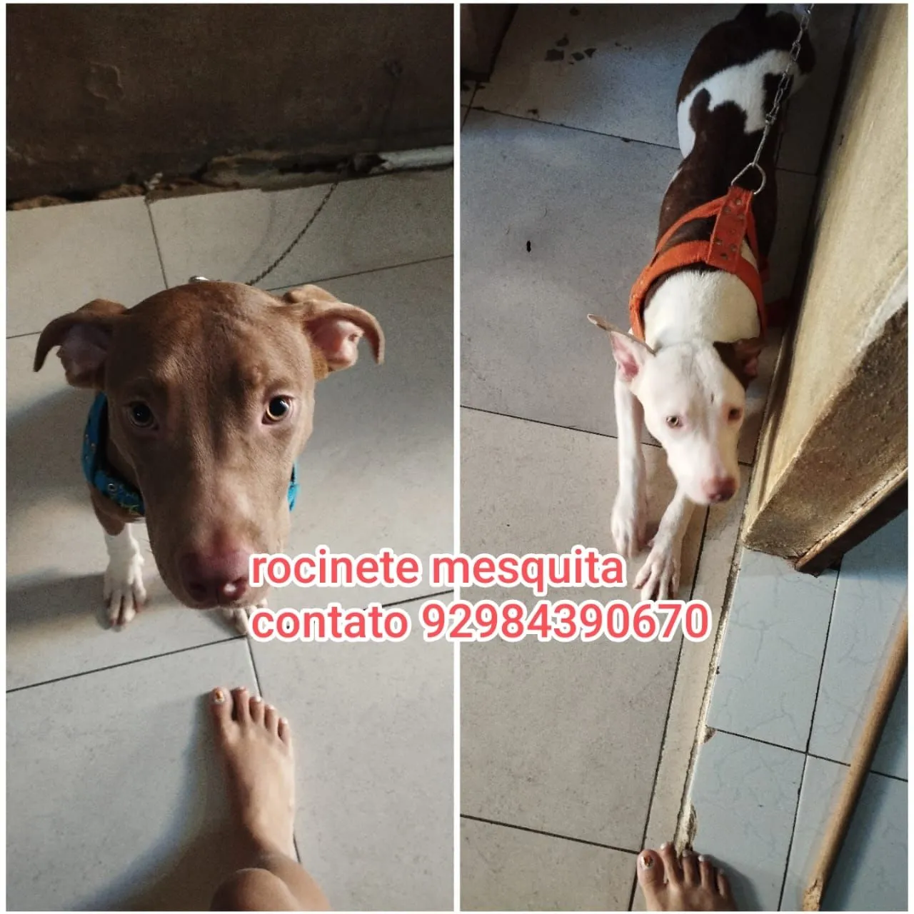 Pitbull adoção com urgência