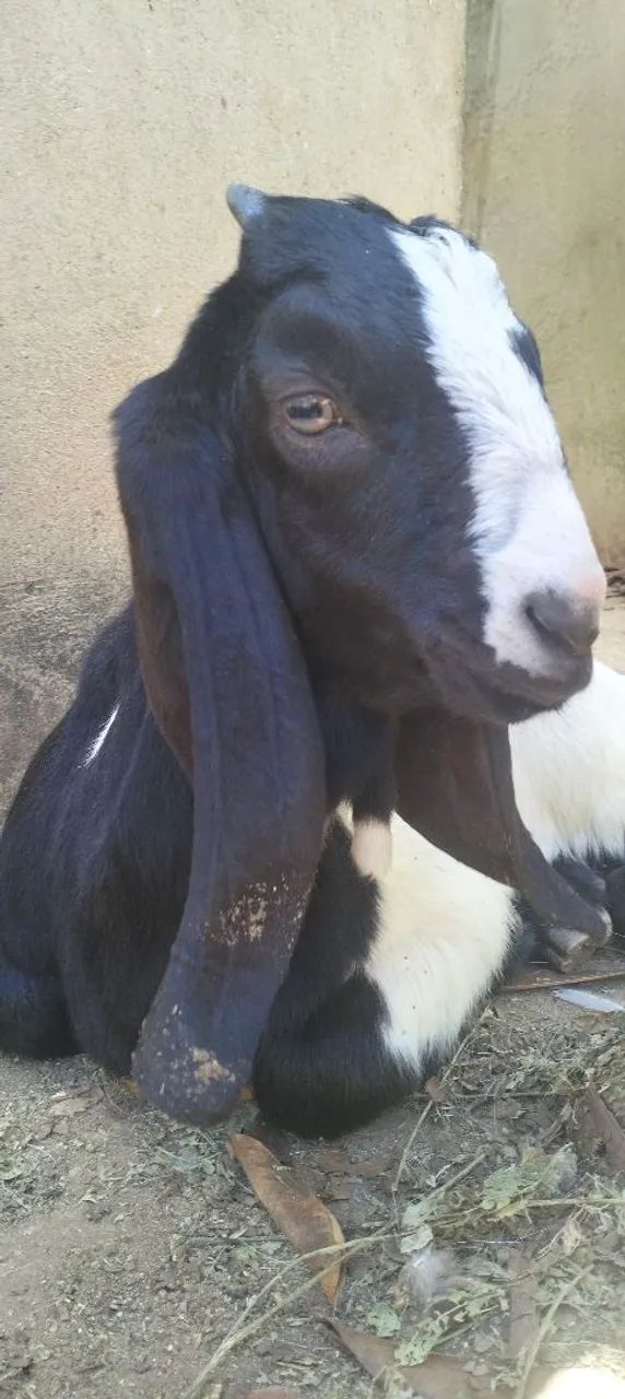 CABRITO com pelagem preta e branca - Foto 2