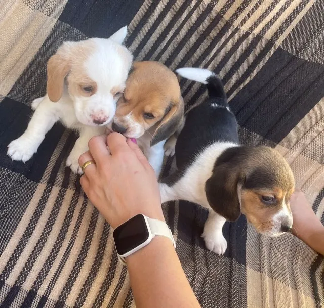 Filhotes de Beagle Mini - Venda Direta com Qualidade e Amor!