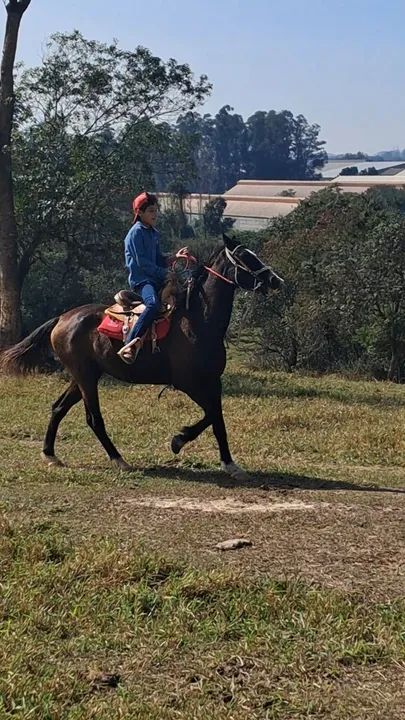 Cavalo Manga Larga - Foto 3
