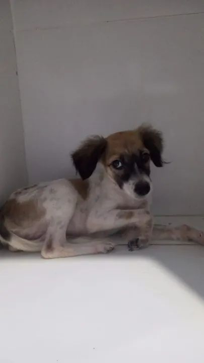 Cachorro filhote para adoção - Foto 2