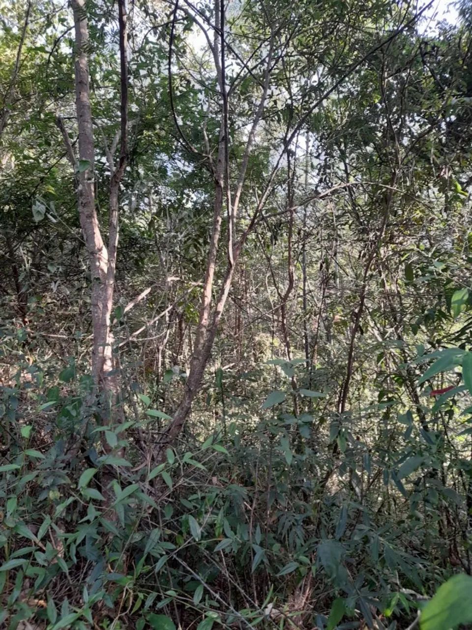 TERRENO 4.500m2 _Sabará/MG - Foto 4