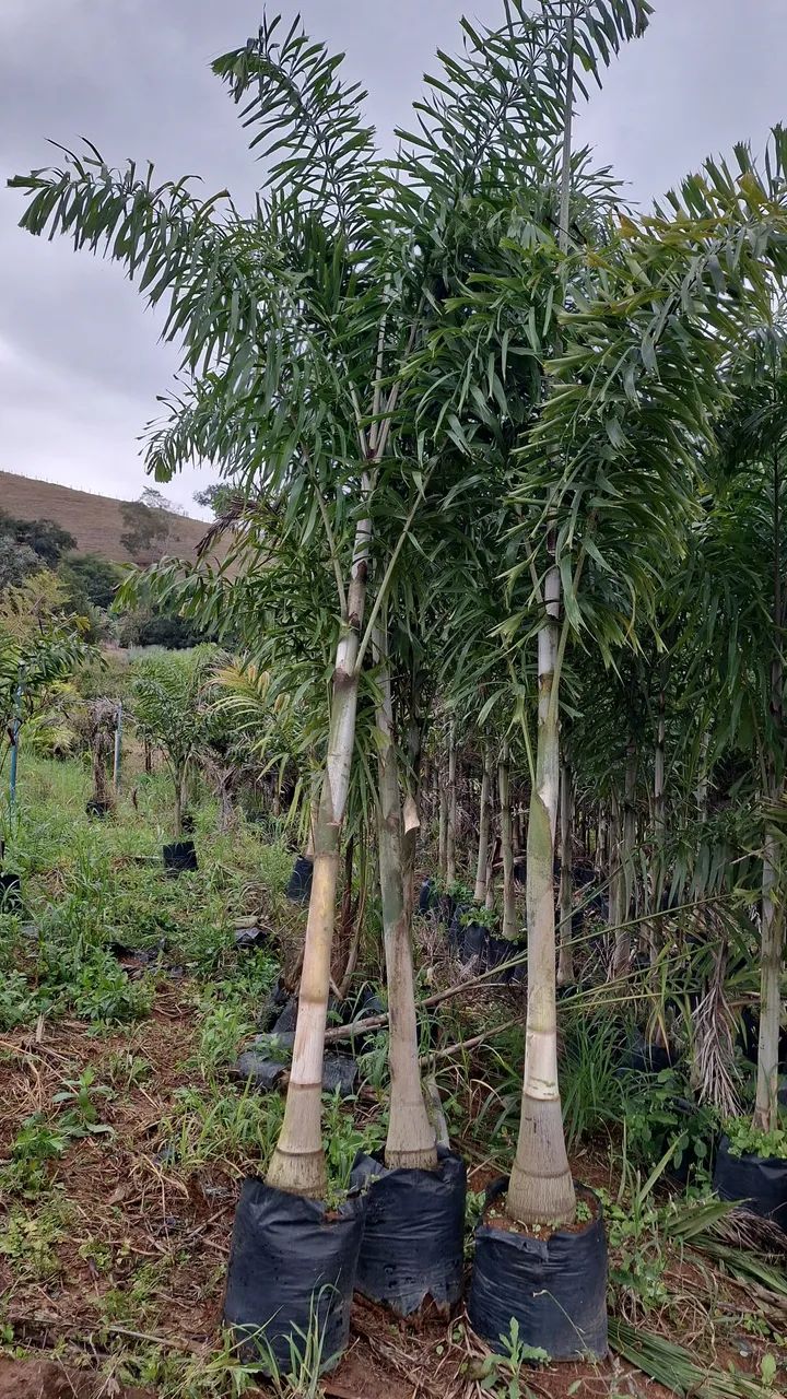Palmeira rabo de raposa 4mts 