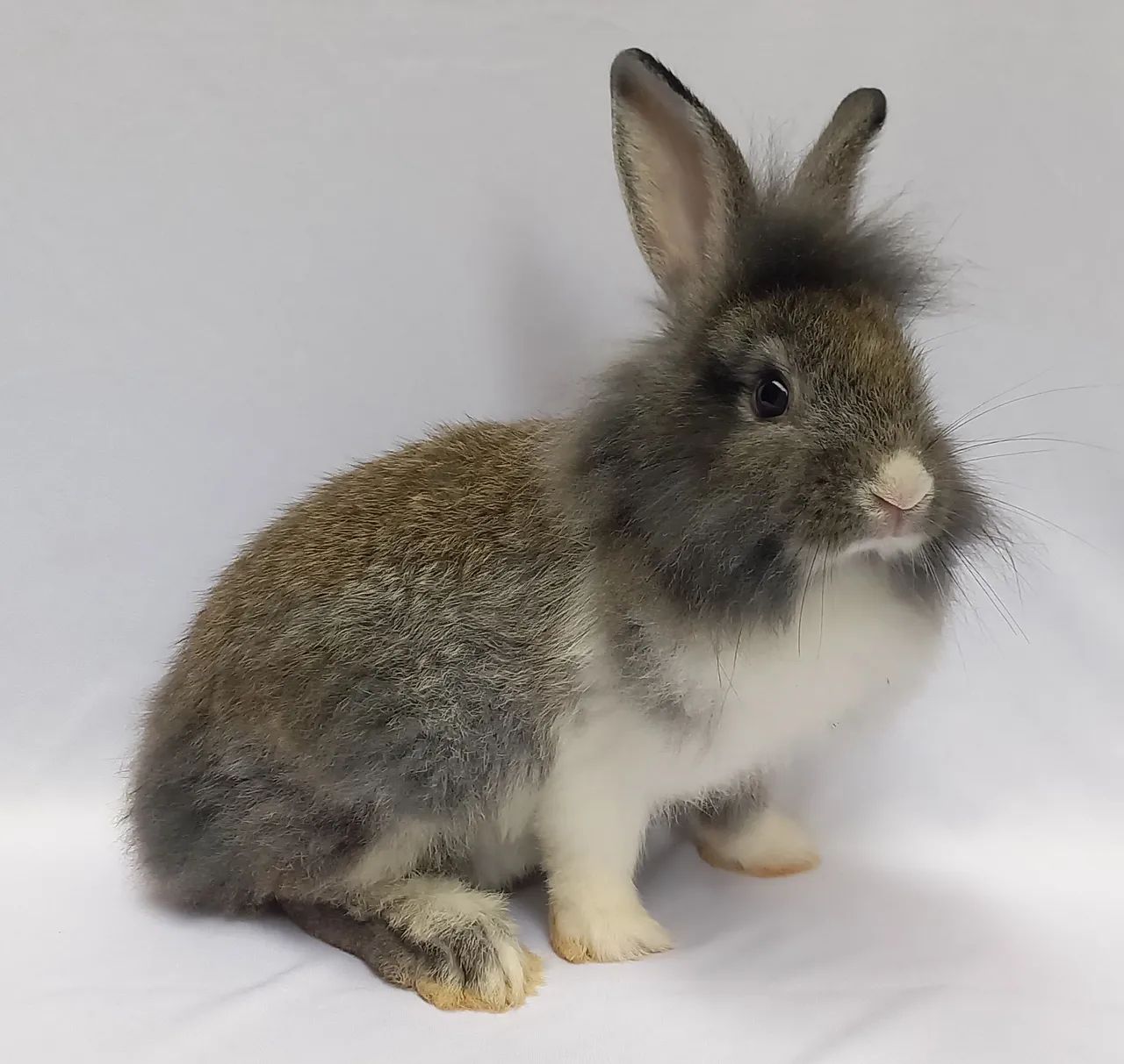 Filhote de coelho à venda