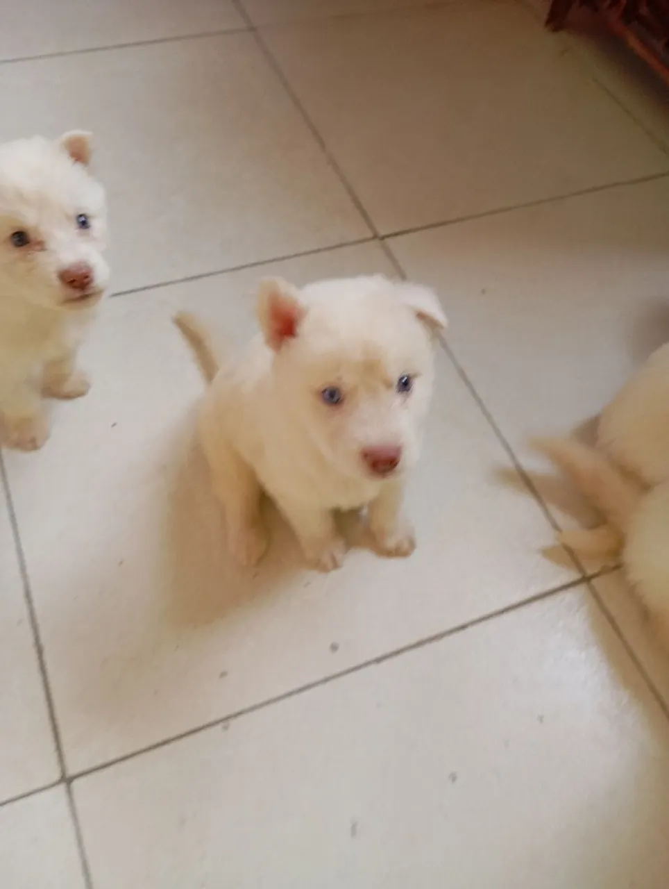 Filhotes de Husky Siberiano Com Pelagem Holly Vermefulgados e Vacinados e Pedigree