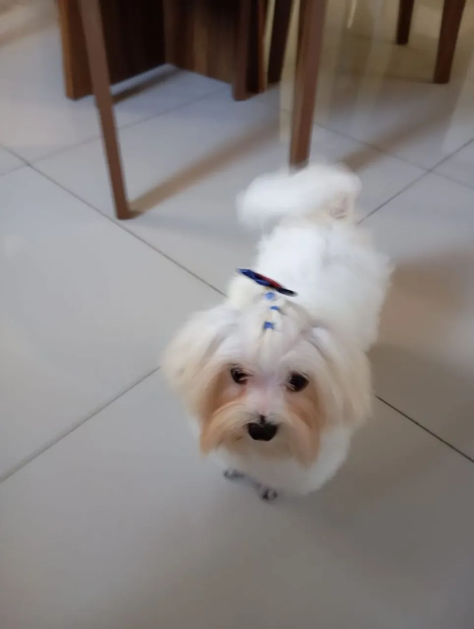 Maltês para um lar cheio de amor!