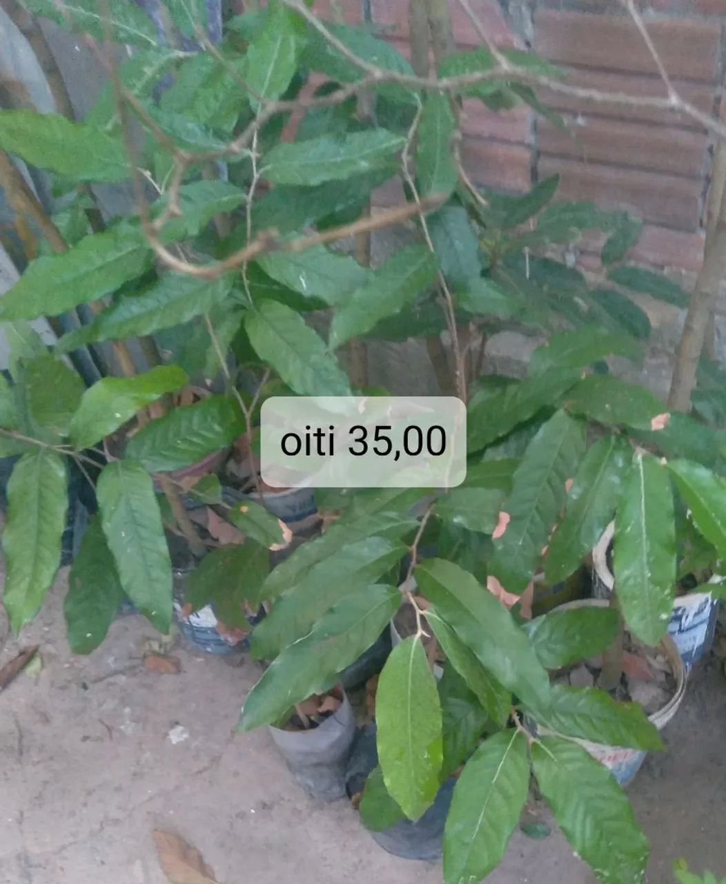 Muda frutíferas 4 - Foto 2