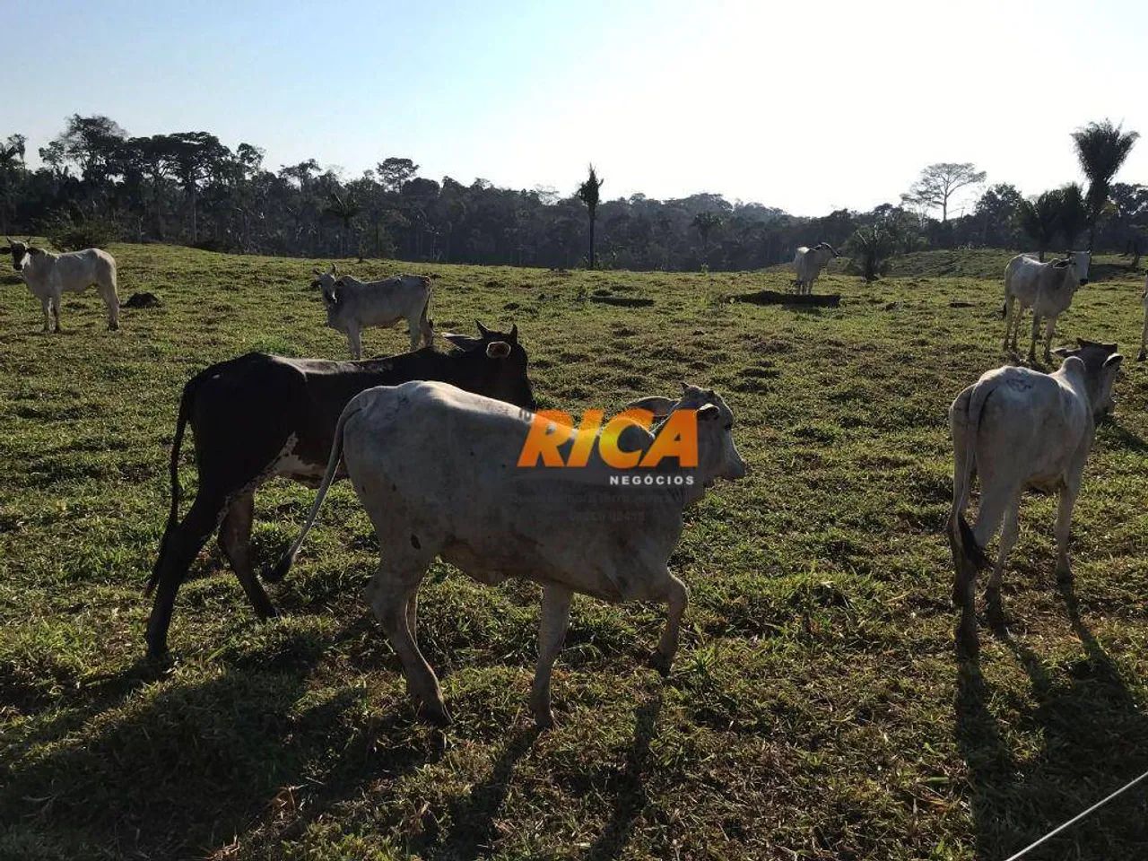 Excelente fazenda à venda, com 814,30 hectares no município Sena Madureira/AC - Foto 3
