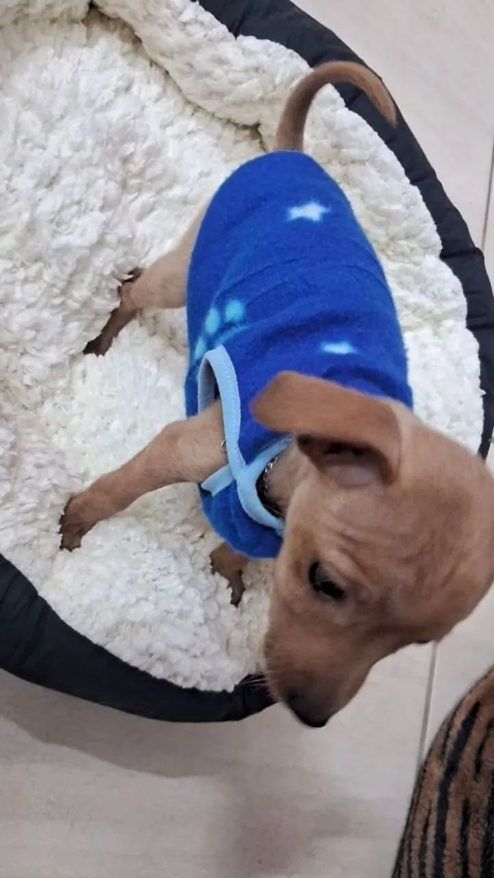 Roupa Pet Para Revenda roupas em soft - Foto 3