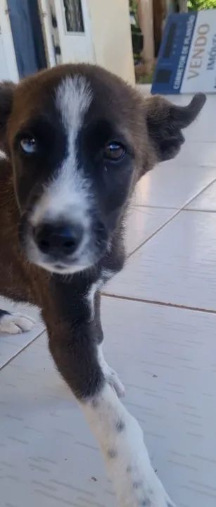 Doa-se Filhote de Husky  - Foto 2