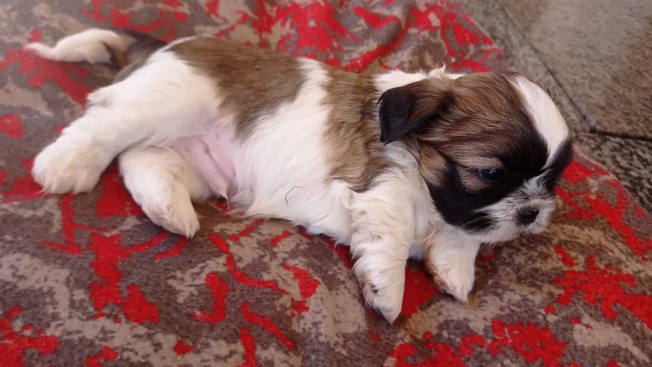 Filhote Shih Tzu Adorável