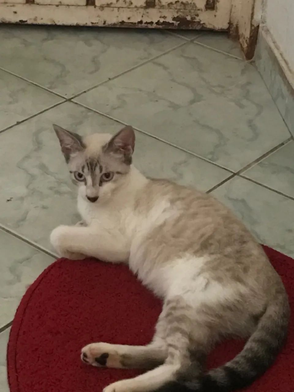 Três Gatos para Adoção - Foto 2