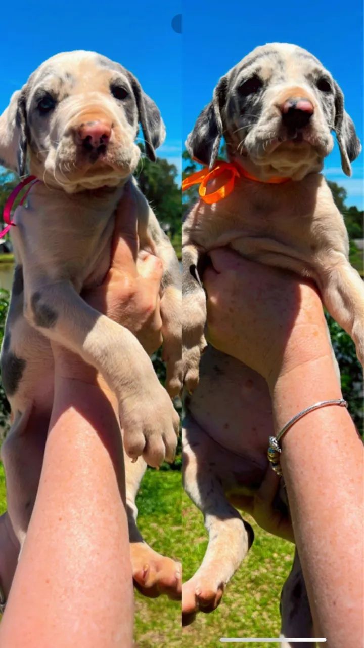 Filhotes Dogue Alemão  - Foto 4