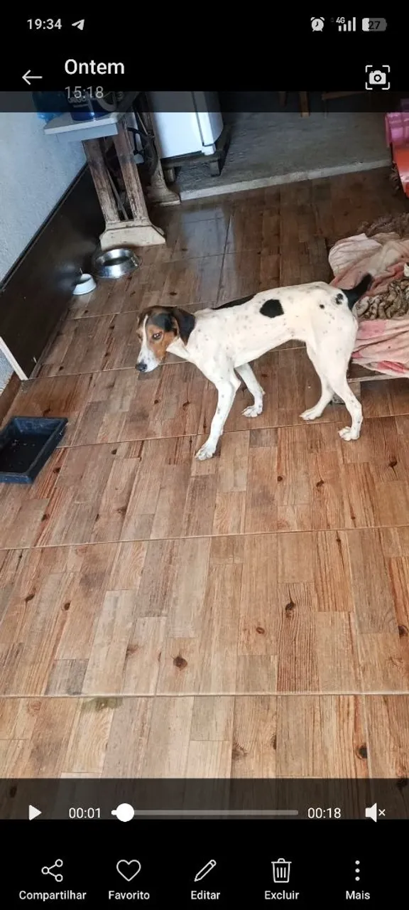 Cachorra americana urrador