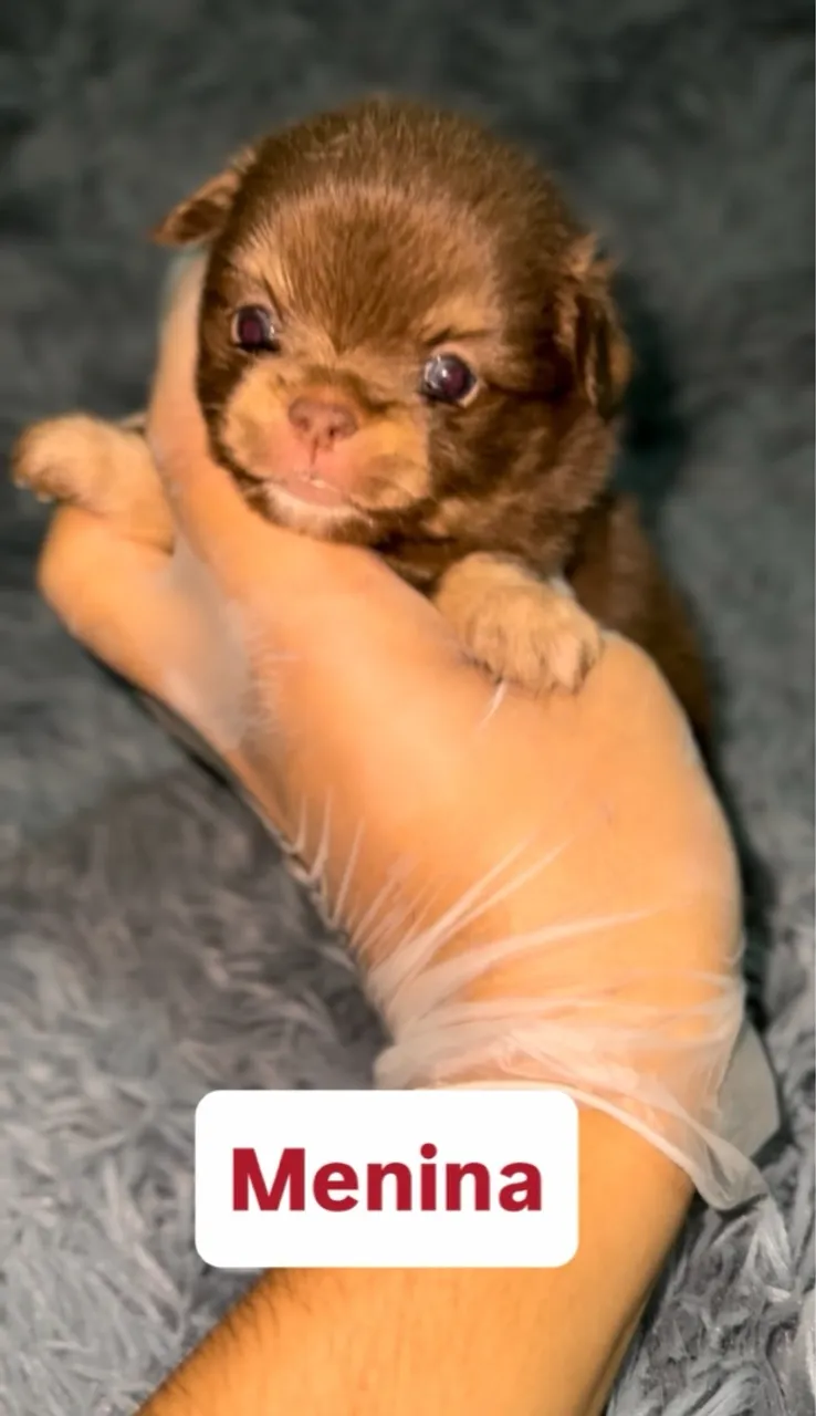 Chihuahuas alto padrão