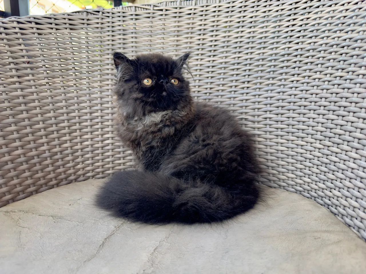 Gatinho Persa macho, padrão Top Show, Preto (coloração Black Smoke), 3 meses - Foto 5