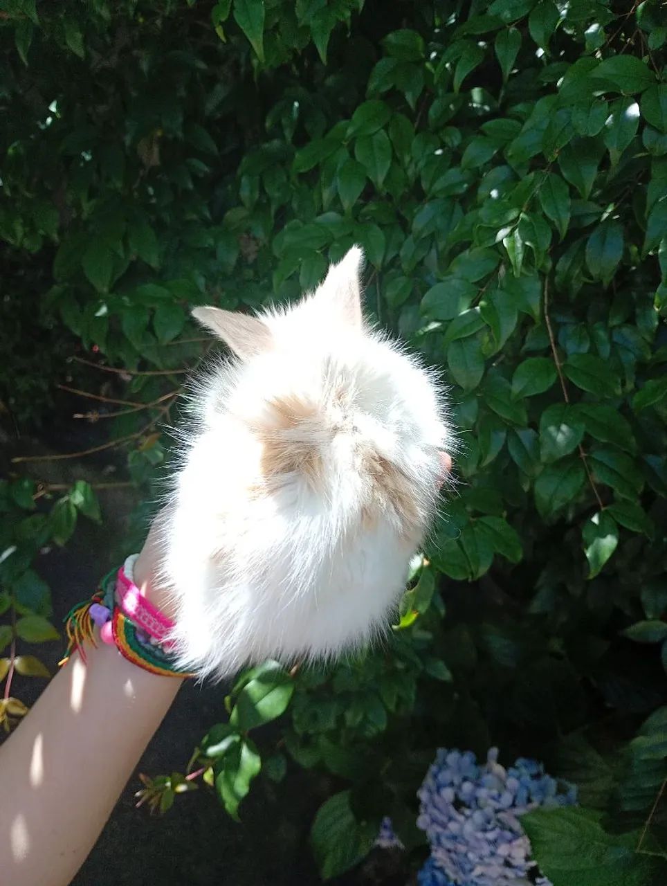 Filhotes de coelho mini lion machos - Foto 5