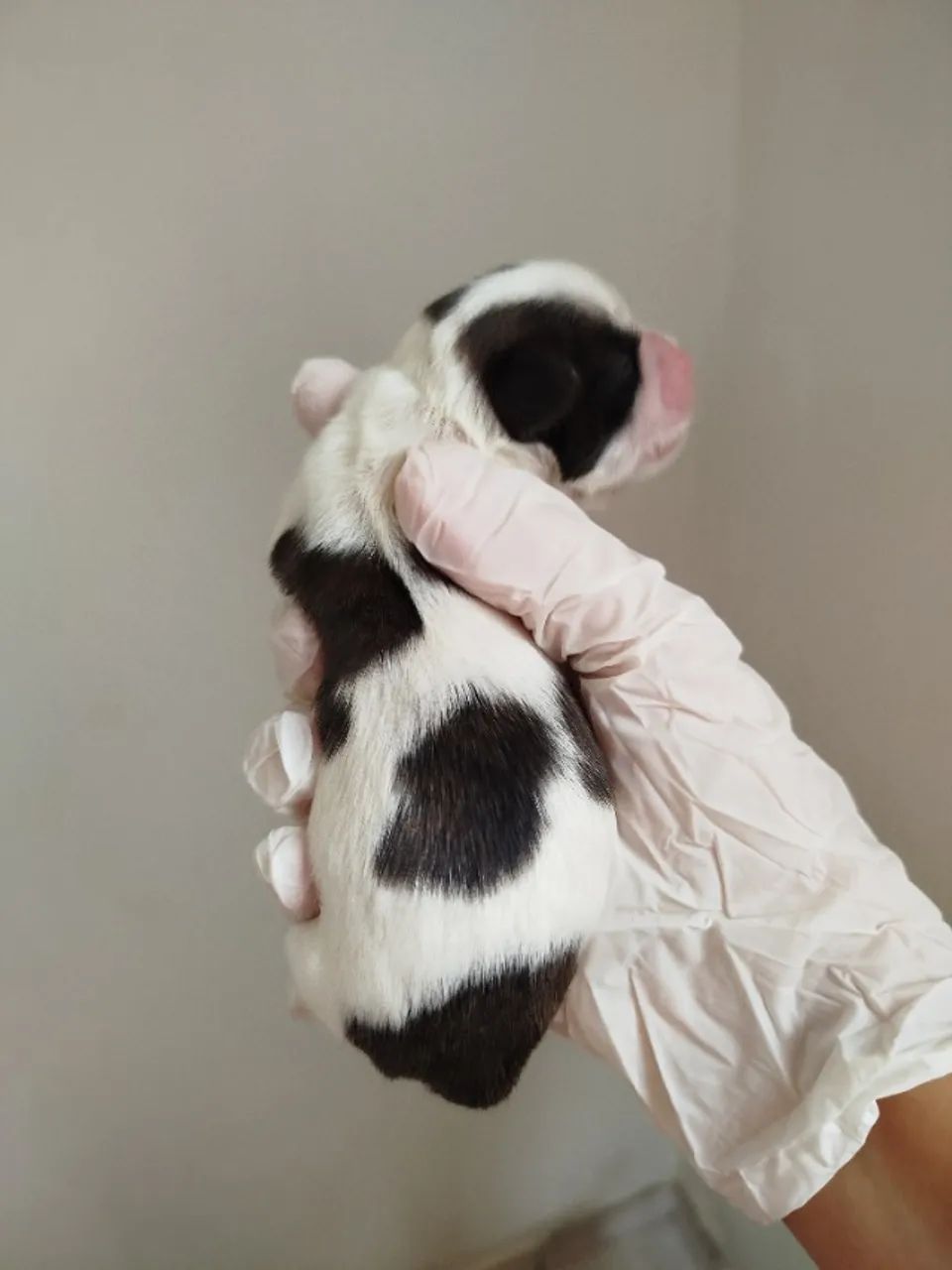 Lindo BB de Shih Tzu  - Foto 2