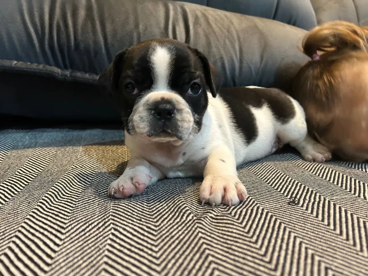 Filhote de Bulldog Francês - Foto 2