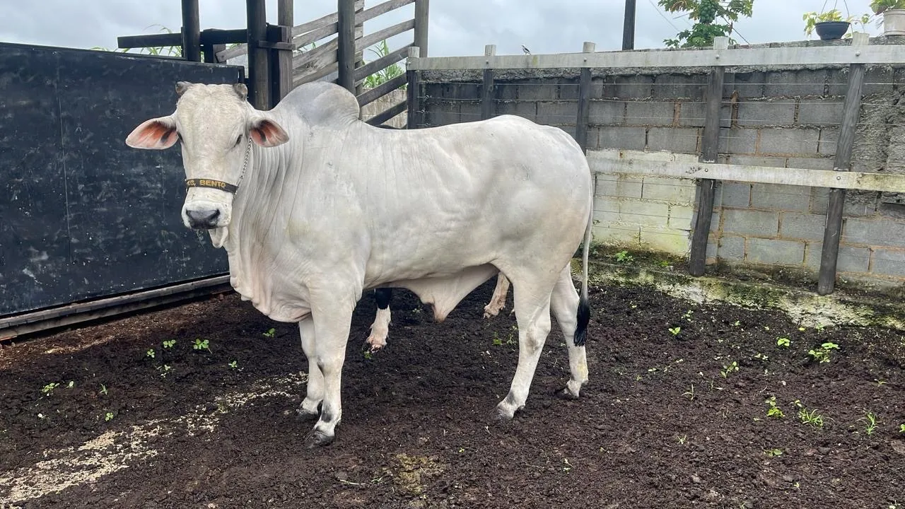 Boi Nelore + Vaca Holandesa (VENDE-SE)