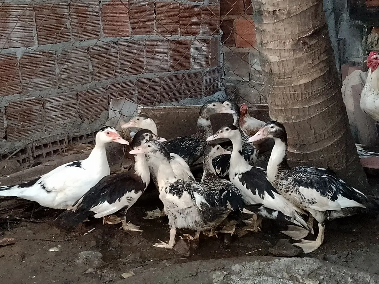 Patos fêmeas e machos