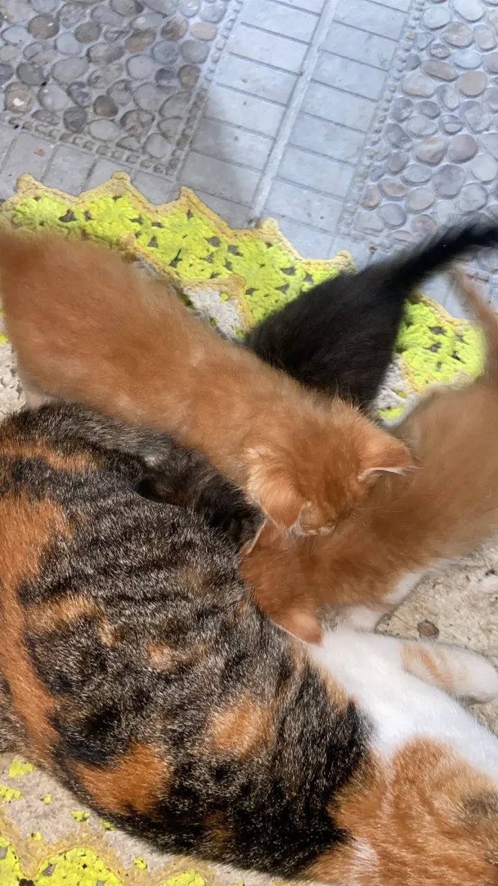 Doação de gatinhos  - Foto 5