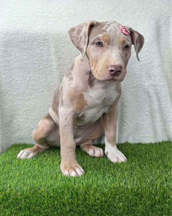 Pitbull Fêmea Tricolor Lilac Merle c/ Microchipe + Garantia + Parcelado 12x - Foto 5