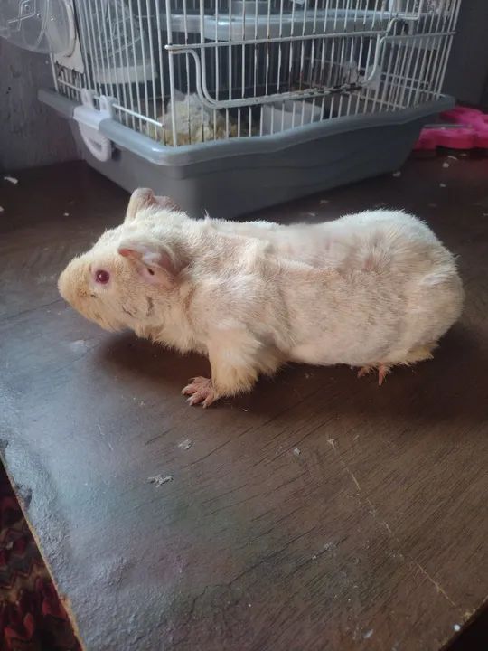 Porquinho da índia macho Léia a descrição 