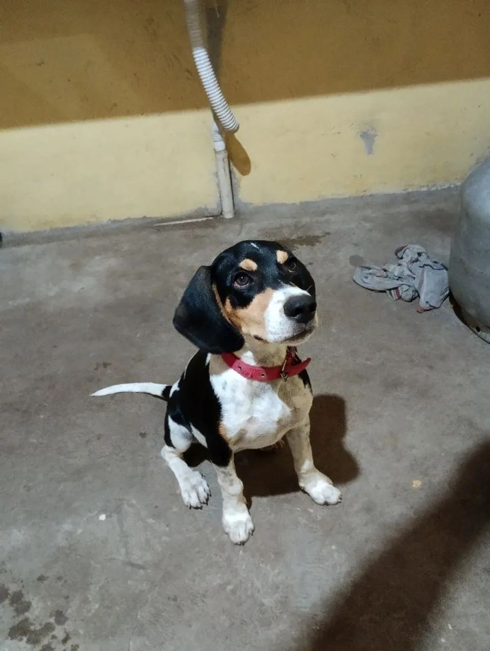Filhote de Beagle lindo e carinhoso - Foto 4