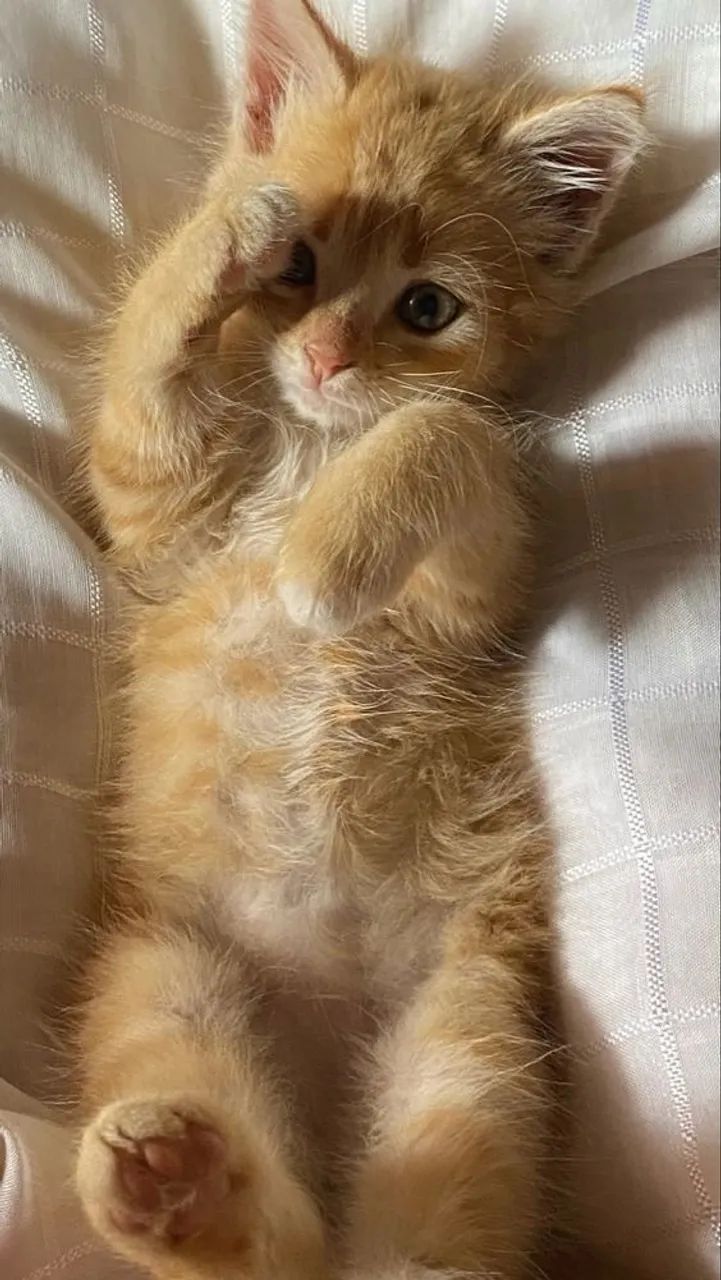  Majestosa do Maine Coon  