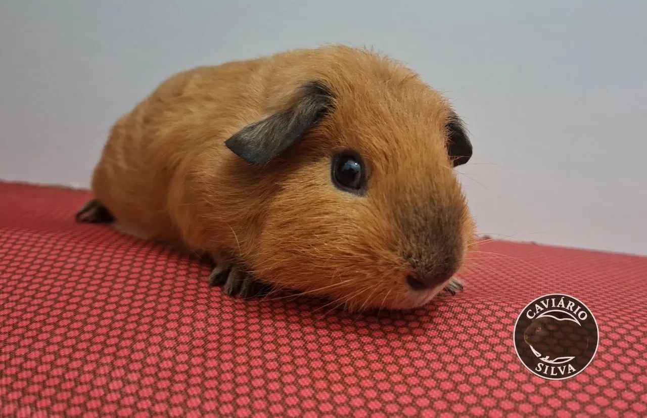 Porquinho da india california  - Foto 2