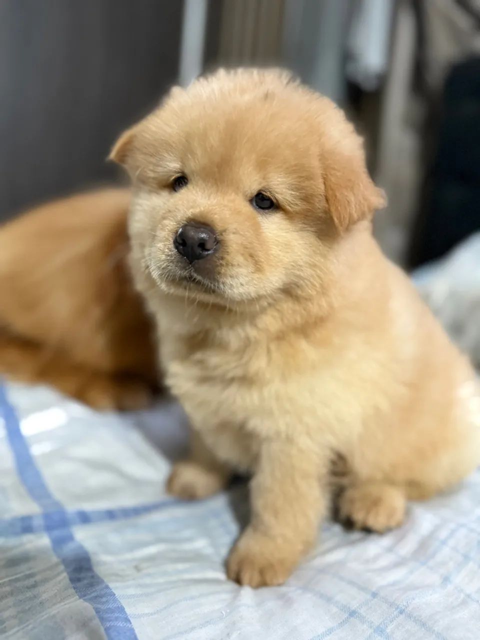 Filhotes de chow-chow 2 femias - Foto 3