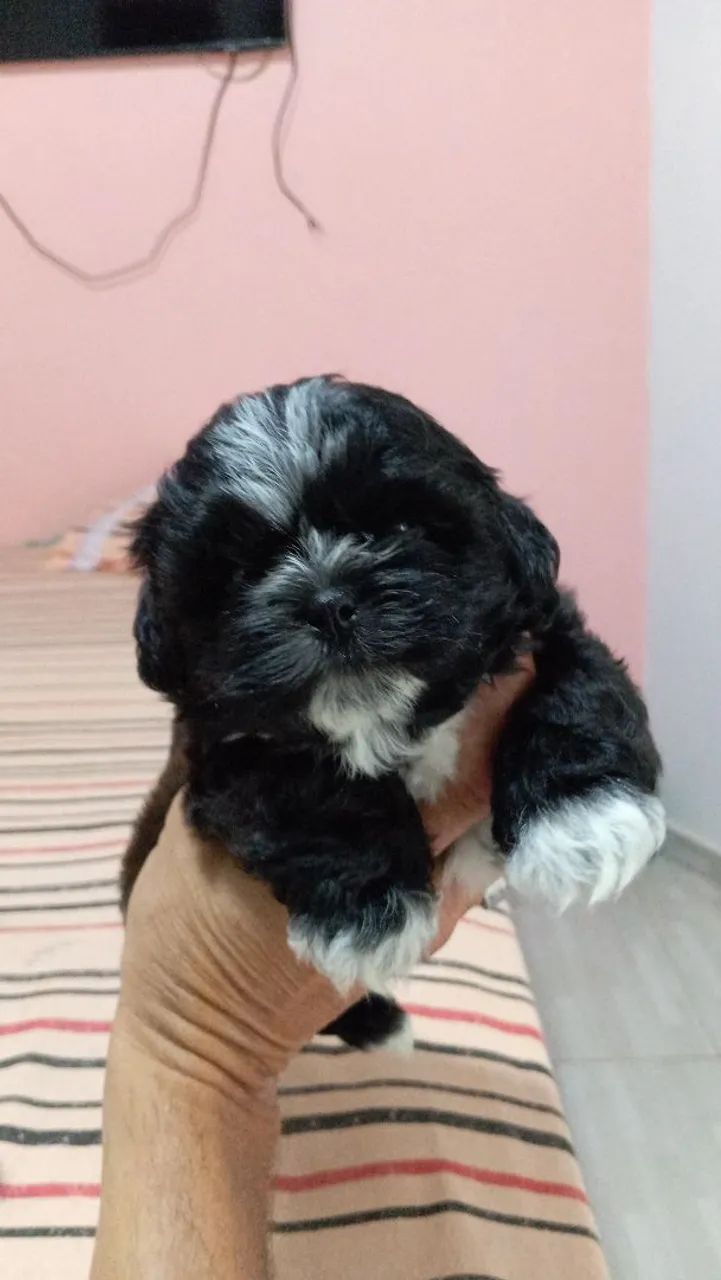 Filhote Shih Tzu - Foto 4