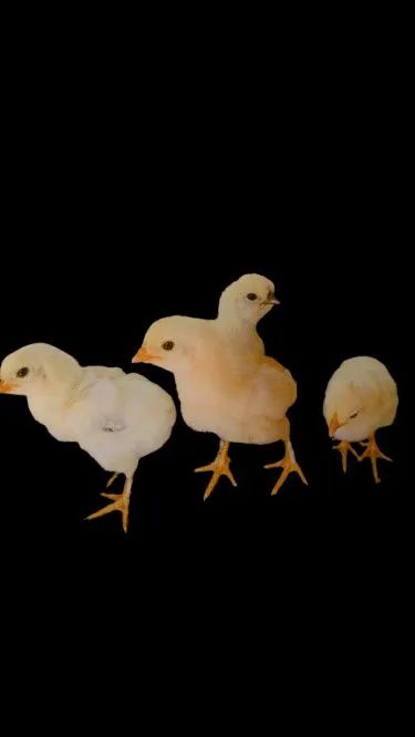 Pintinhos (diversas raças)  - Foto 2