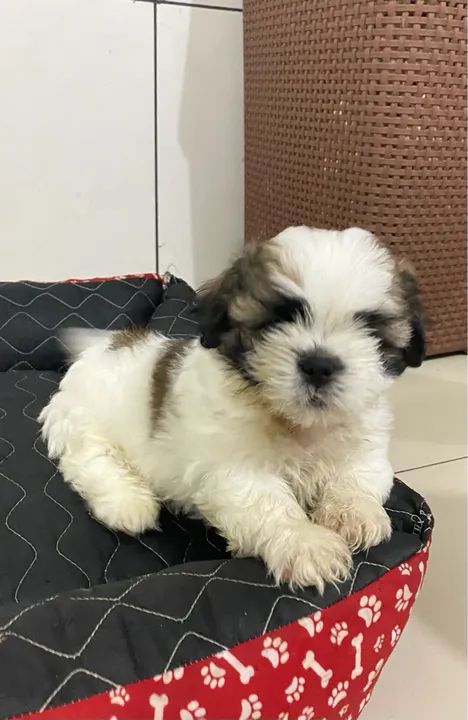 Shih Tzu a venda 