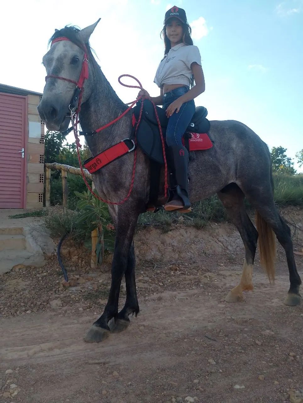 Vendo Cavalo  - Foto 4