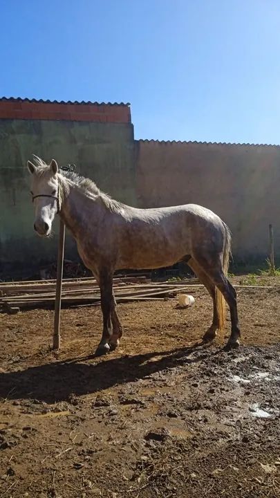 Cavalo de sela e carroça  - Foto 2