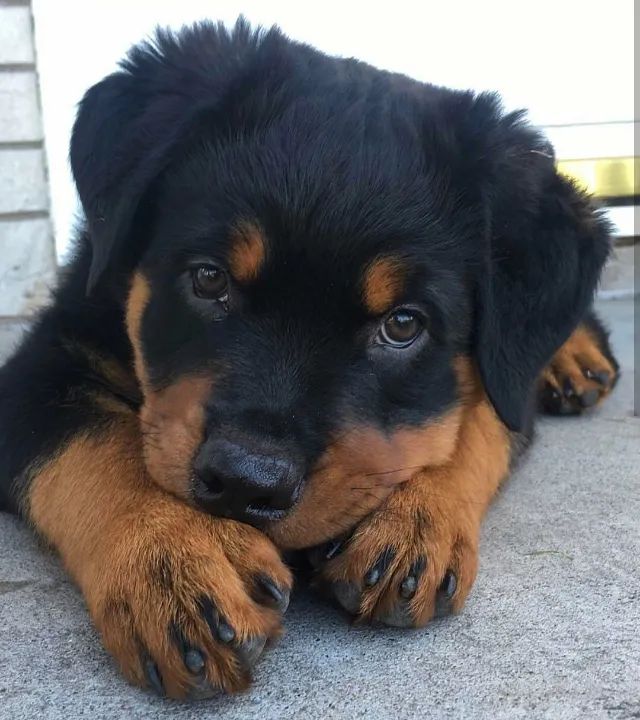 Rottweiler trabalhamos com mais de 20 raças. - Foto 2