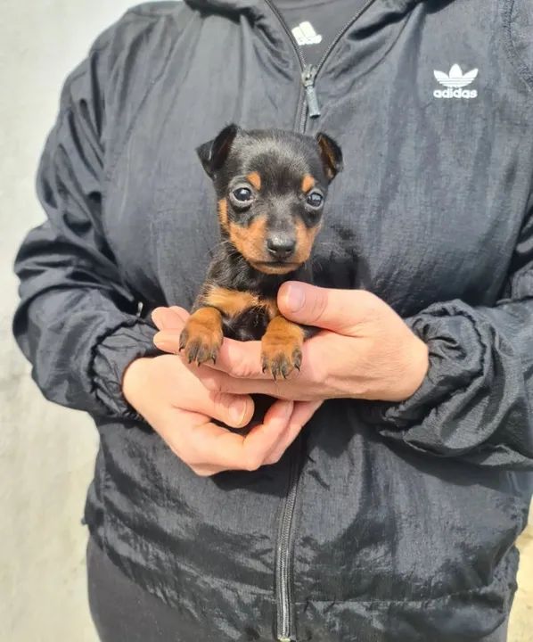 Pinscher fêmea tamanho 0 - Cães de alta linhagem, adquira de loja física - Venâncio - Foto 2