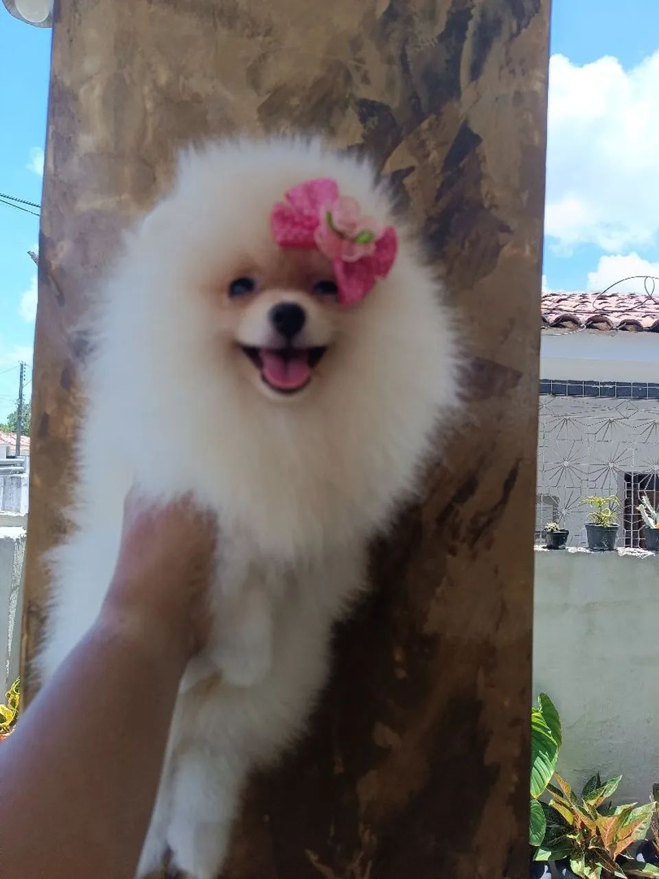 Linda Spitz  - Foto 2