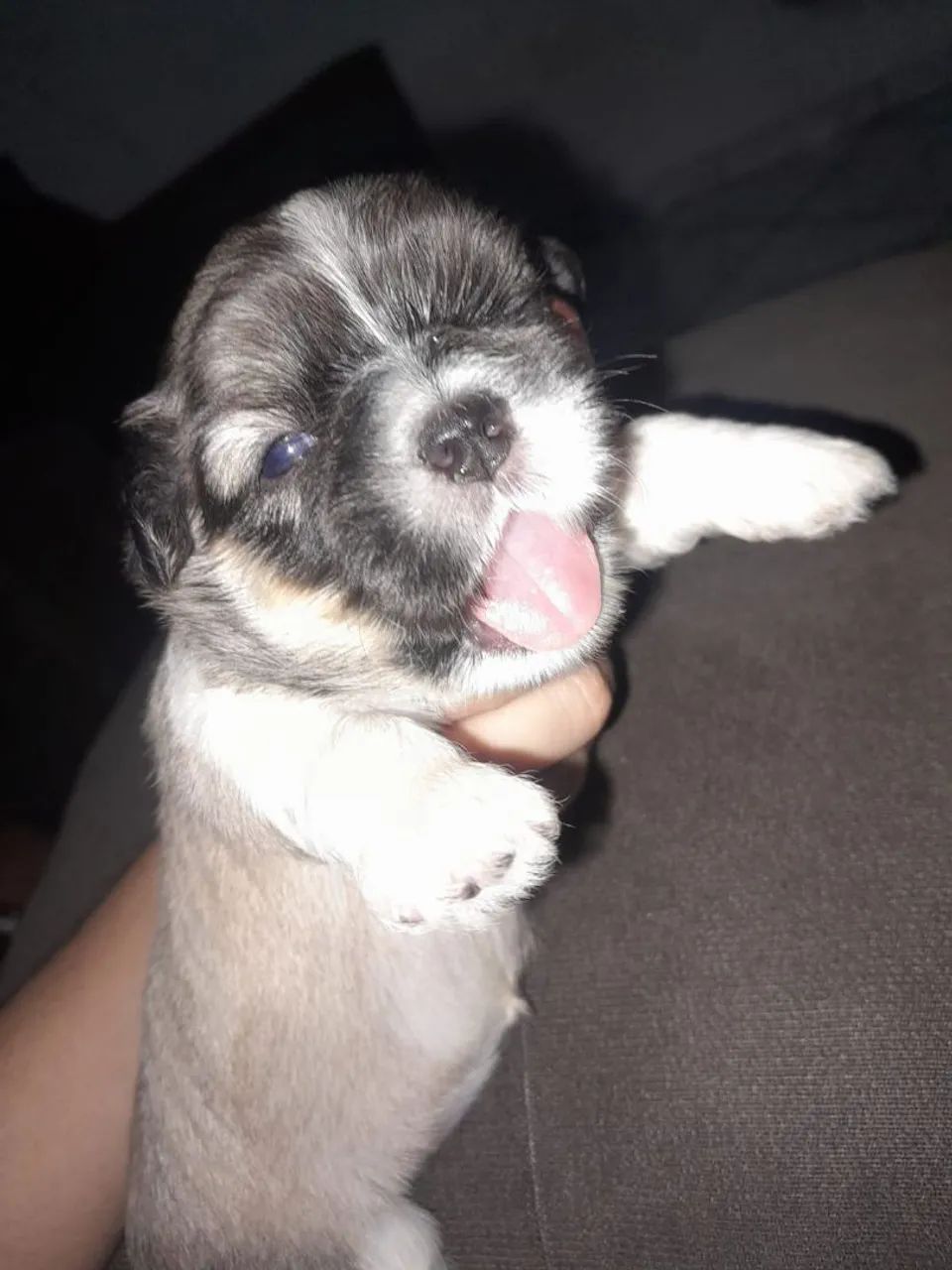 Filhotes de Shih Tzu - Foto 2