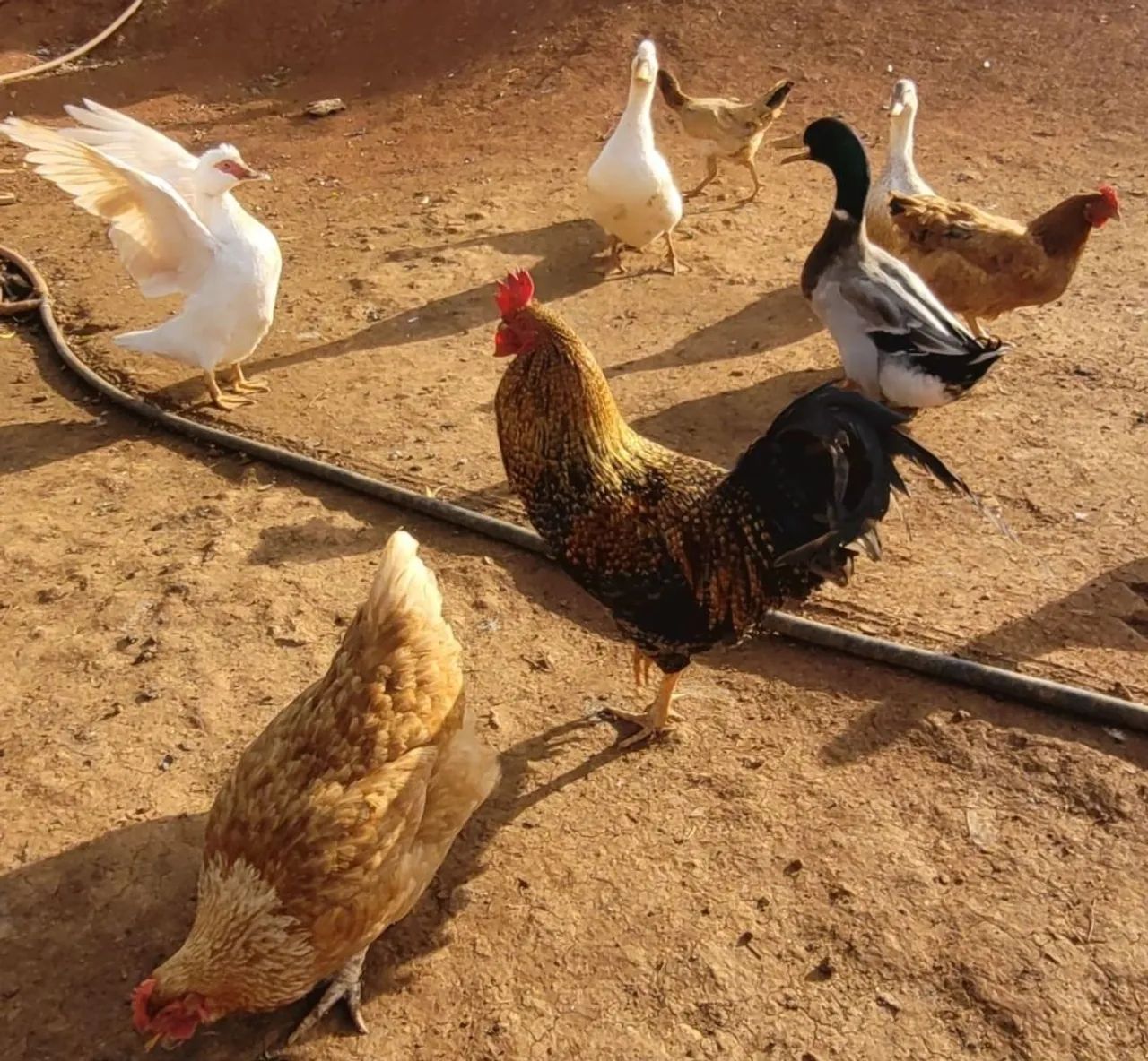 Galinhas Caipiras e Gansos - Foto 2