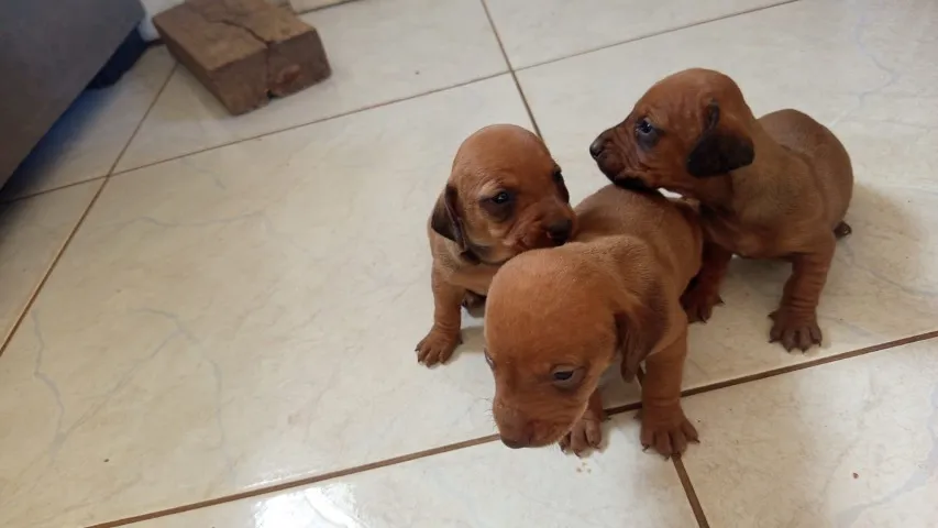 Dachshund (salsicha)